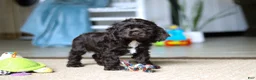 Cocker Spaniel dogs for sale: Jasper - Ad 3