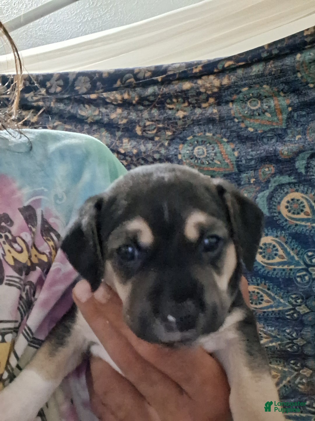 Mixed Breed dogs for sale: Mixed Breed Puppy 3 - Ad 1