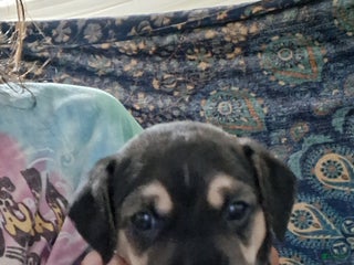 Mixed Breed dogs for sale: Mixed Breed Puppy 3 - Ad 2