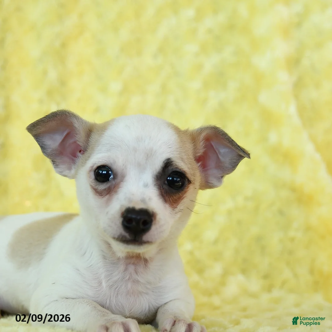 Chihuahua dogs for sale: Cupid - Ad 3