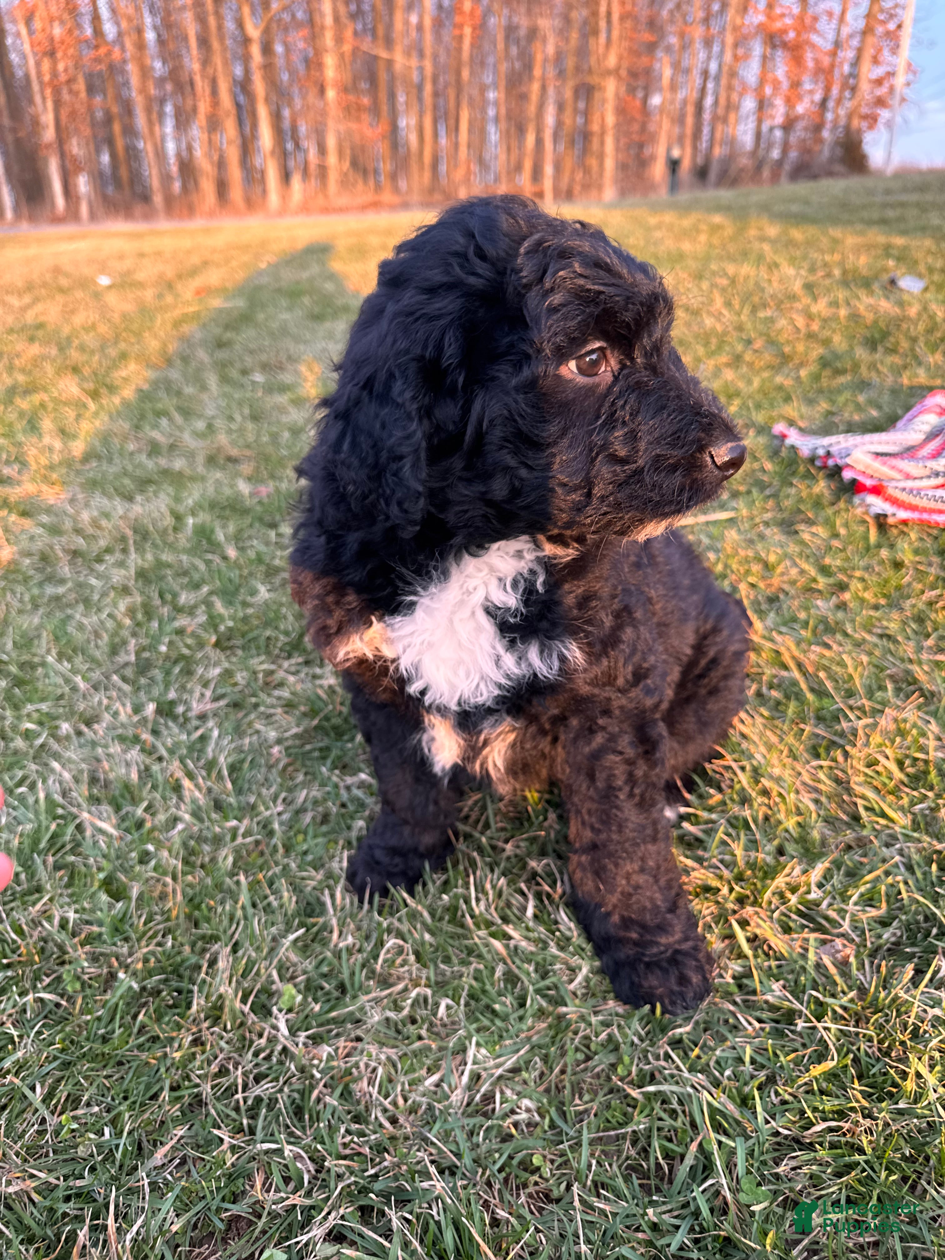 Aussiedoodle dogs River - Ad 2