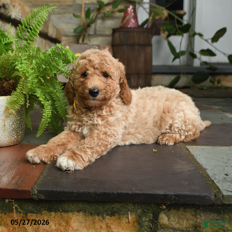 Mini Goldendoodle dogs Nilla - Ad 2