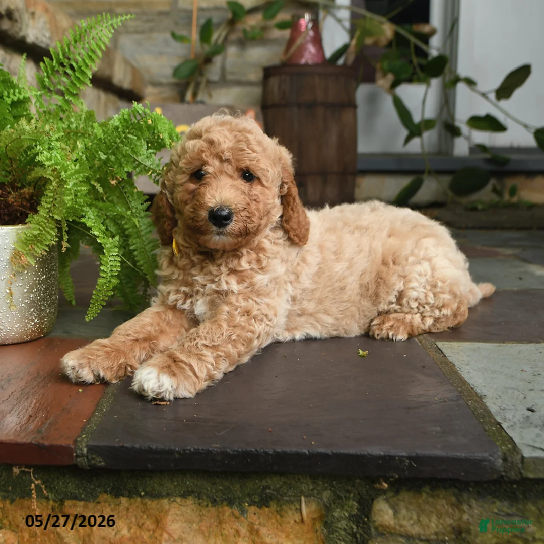 Mini Goldendoodle dogs for sale: Nilla - Ad 2