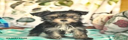 Morkie dogs for sale: Martha  - Ad 5
