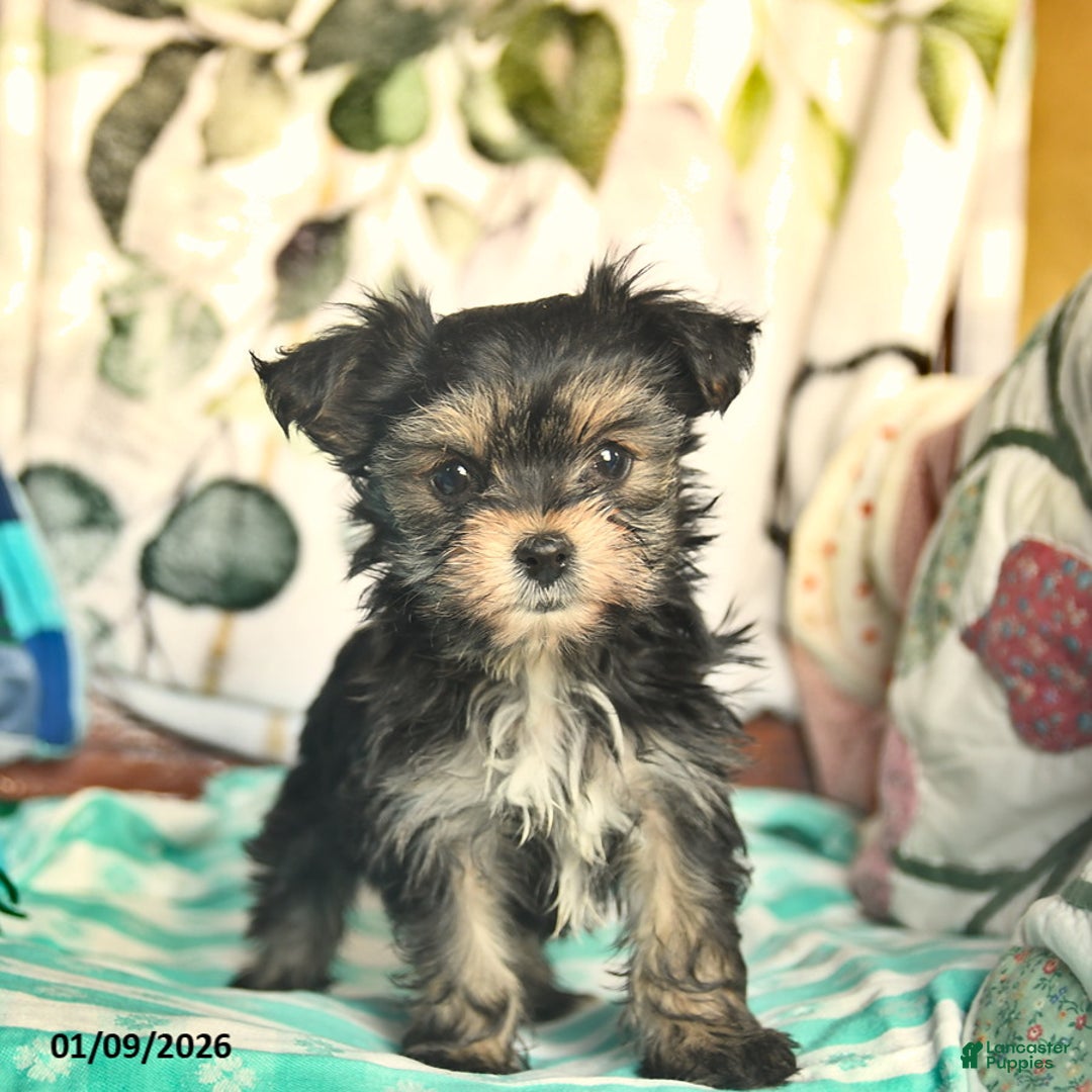 Morkie dogs for sale: Martha  - Ad 5