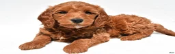 Mini Goldendoodle dogs for sale: Cole - Ad 8