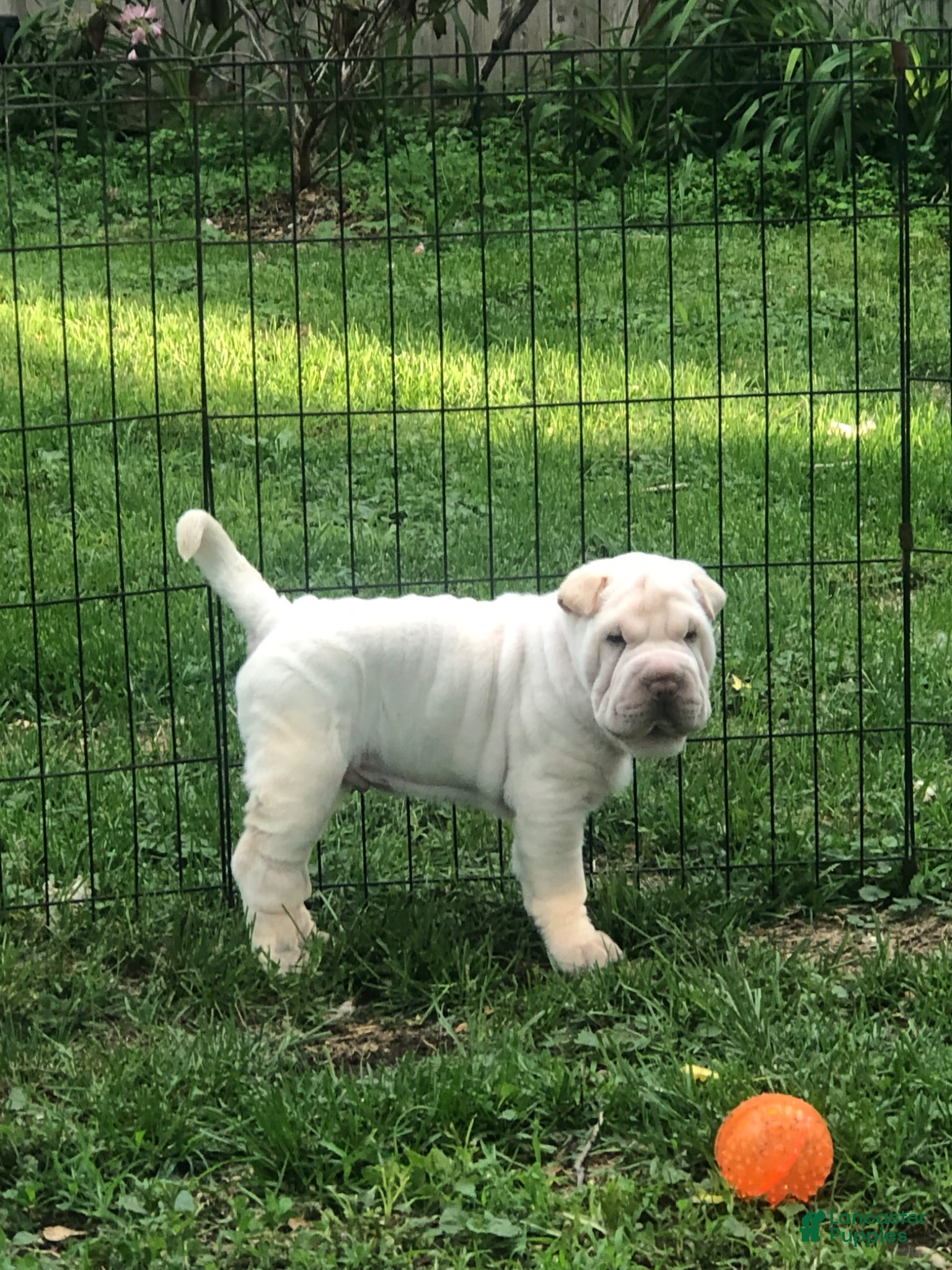 Shar Pei dogs Shar Pei Puppy 1 - Ad 2
