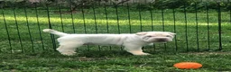 Shar Pei dogs for sale: Shar Pei Puppy 1 - Ad 1