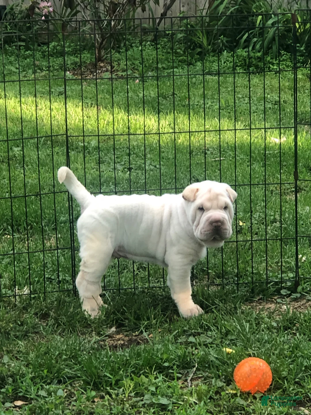 Shar Pei dogs for sale: Shar Pei Puppy 1 - Ad 1