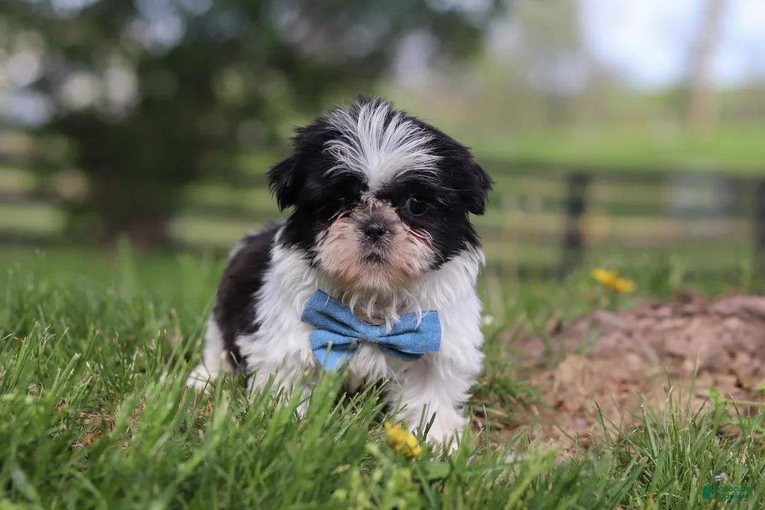 Shih Tzu dogs for sale: Nolan - Ad 6