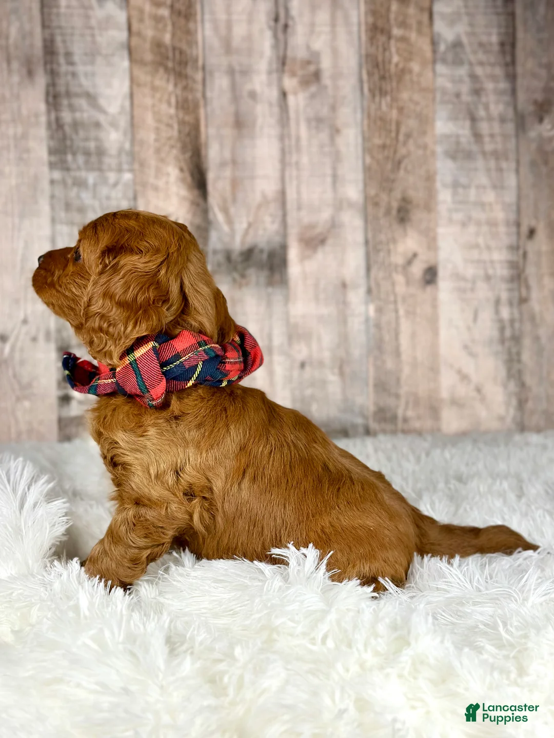 Cavapoo dogs for sale: Girl Dotty - 4936 - Ad 5