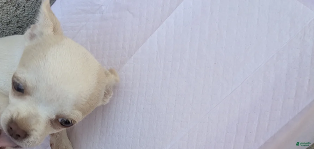 Chihuahua dogs for sale: Snow White Full AKC SC - Ad 4