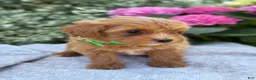 Toy Poodle dogs for sale: Pixie - Ad 5
