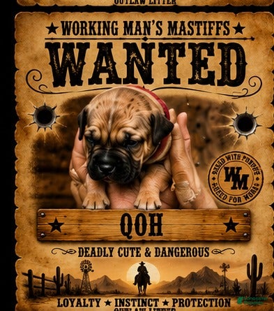 South African Boerboels dogs Queen of Hearts  - Ad 1