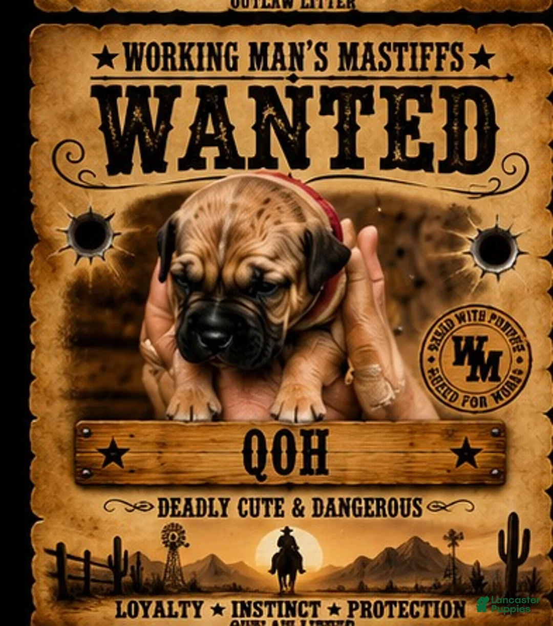 South African Boerboels dogs for sale: Queen of Hearts  - Ad 1