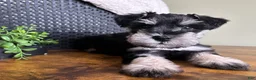 Miniature Schnauzer dogs for sale: Duke - Ad 20