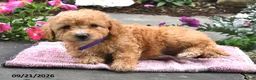 Bichpoo dogs for sale: Tilly - Ad 2