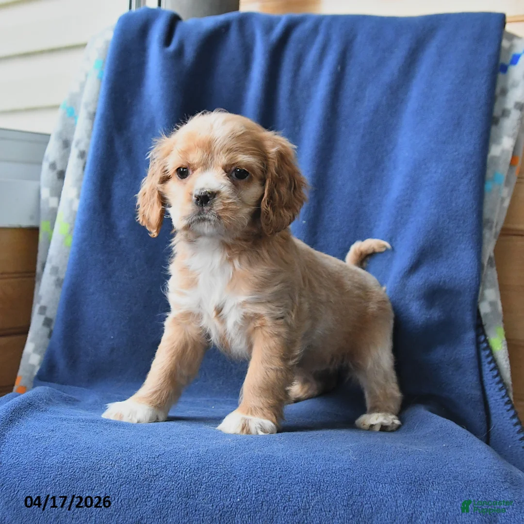 English Cocker Spaniel dogs for sale: Holly - Ad 3