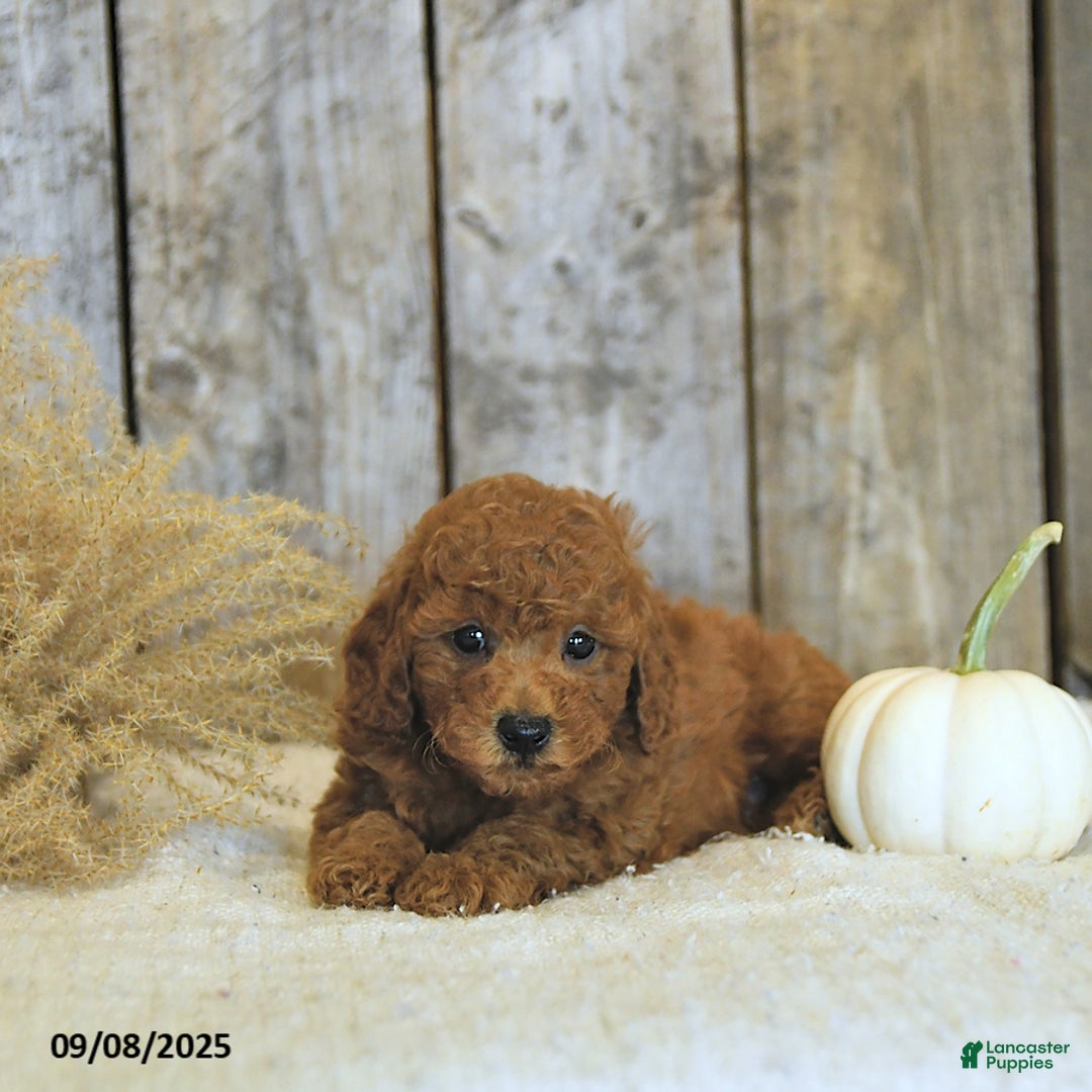 Toy Poodle dogs for sale: Robbi GENETIC TESTED - Ad 7