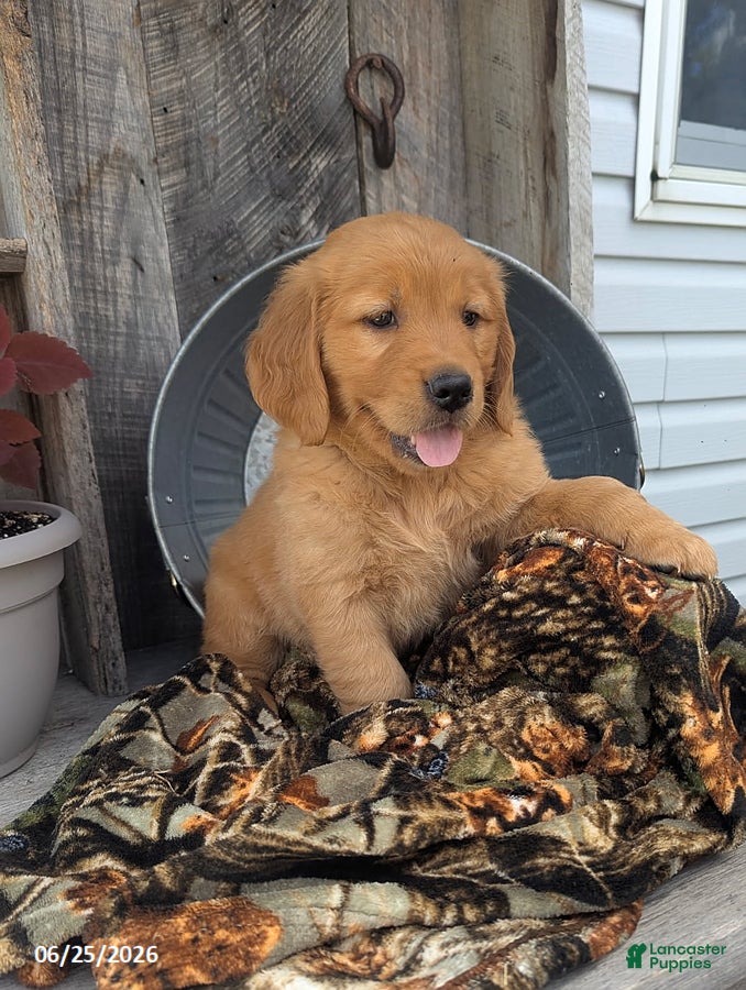 Golden Retriever dogs Mason - Ad 1