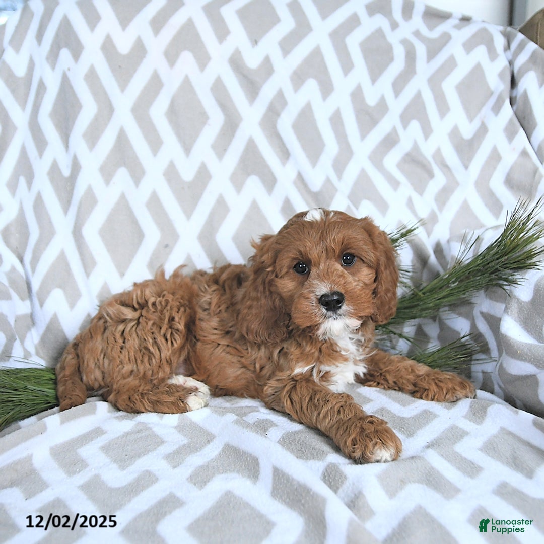 Cavapoo dogs for sale: Rudolph - Ad 4