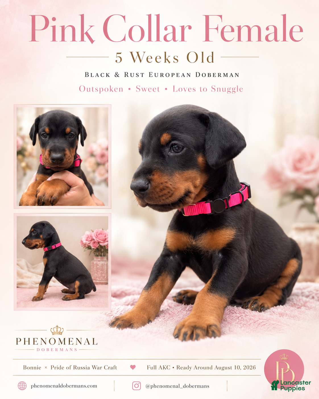Doberman Pinscher dogs Pink Collar  - Ad 1