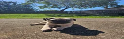Pug dogs for sale: Echo  - Ad 5
