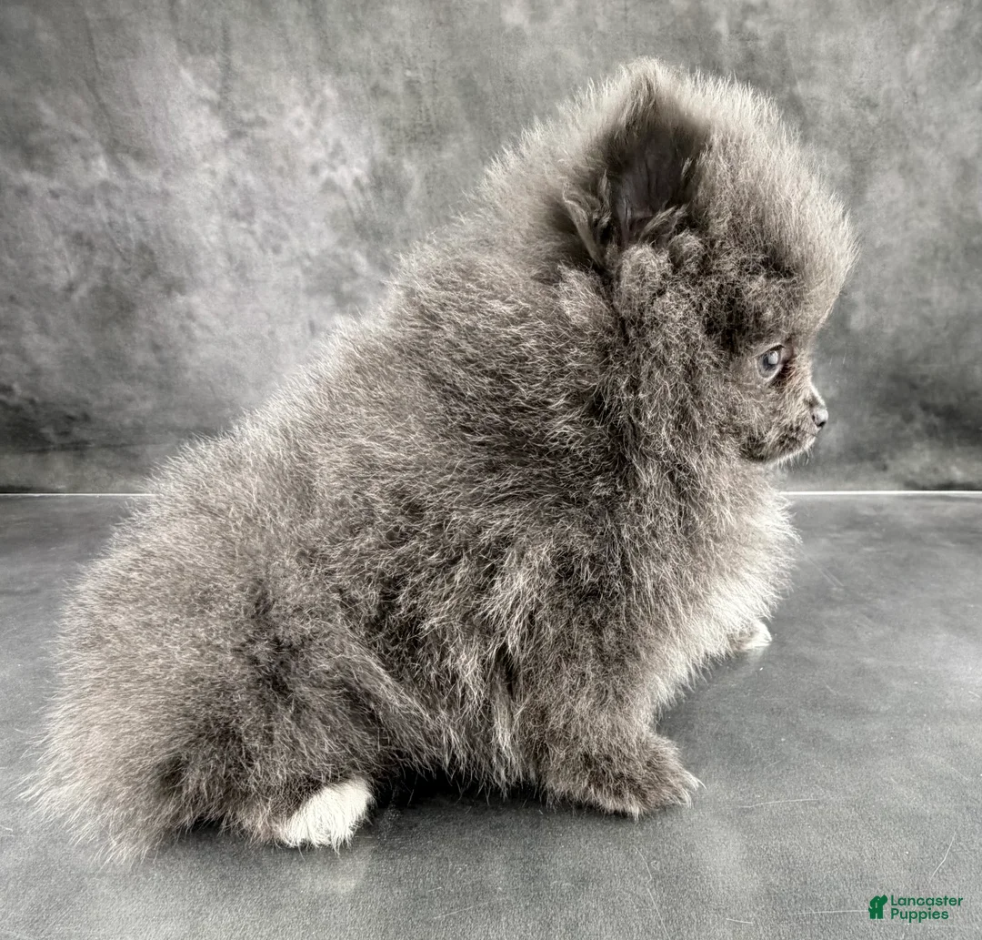 Pomeranian dogs for sale: Sky  - Ad 4
