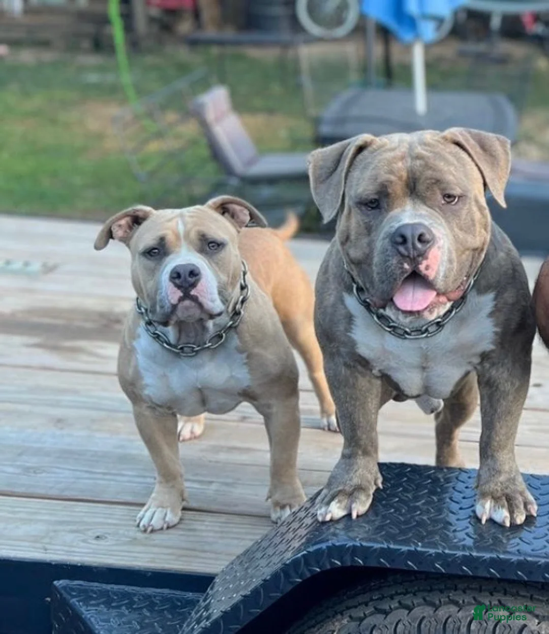 American Bully dogs for sale: American Bully Puppy 1 - Ad 2
