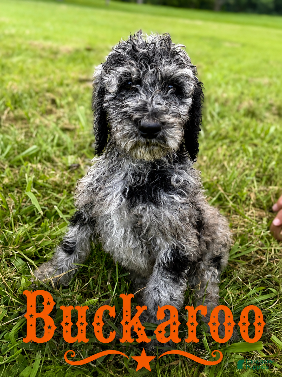 Standard Poodle dogs Buckaroo - Ad 2