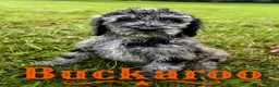 Standard Poodle dogs for sale: Buckaroo - Ad 2