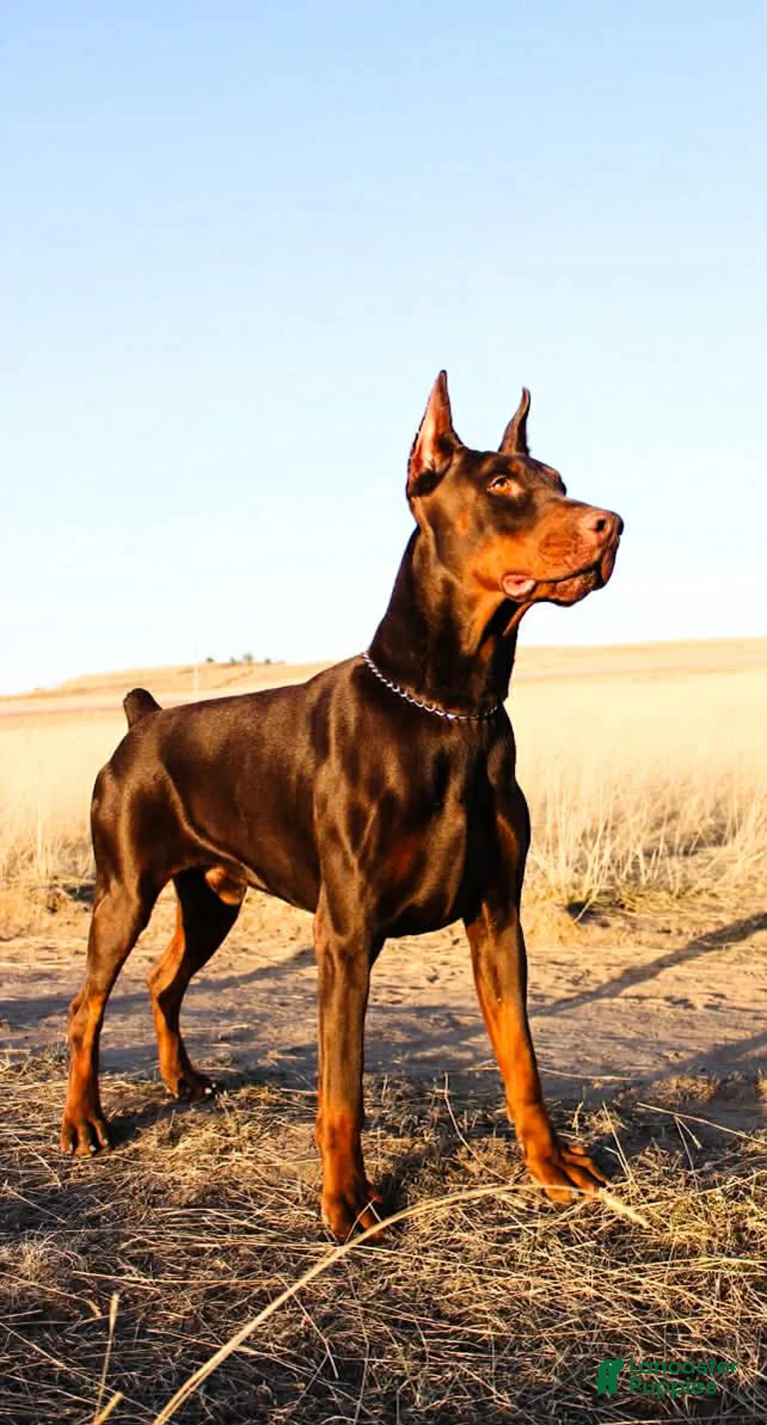 Doberman Pinscher dogs for sale: Doberman Pinscher Puppy 3 - Ad 3
