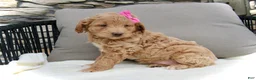 Mini Goldendoodle dogs for sale: Chloe - Ad 13