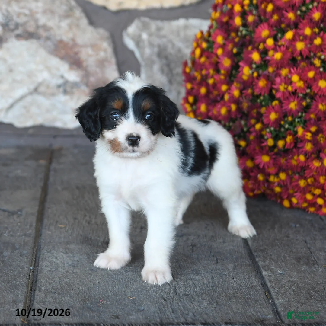 Mini Bernedoodle dogs for sale: Snickers - Ad 2