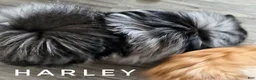 Pomeranian dogs for sale: Split Face Merle - Harley - Ad 5