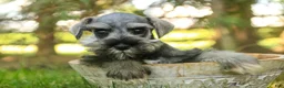 Miniature Schnauzer dogs for sale: Quartz Miniature Schnauzer  - Ad 4