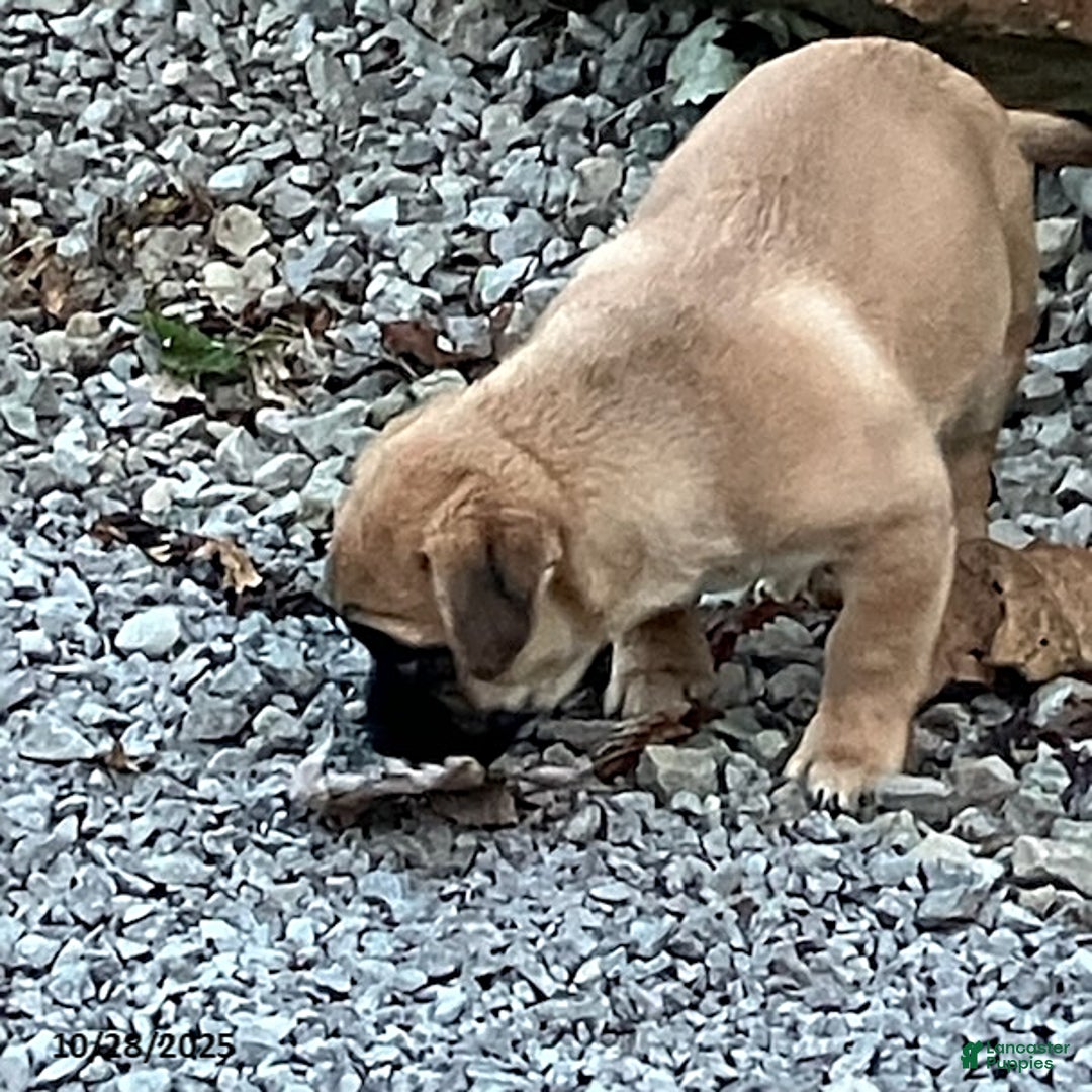 Jug dogs for sale: Leaf - Ad 5