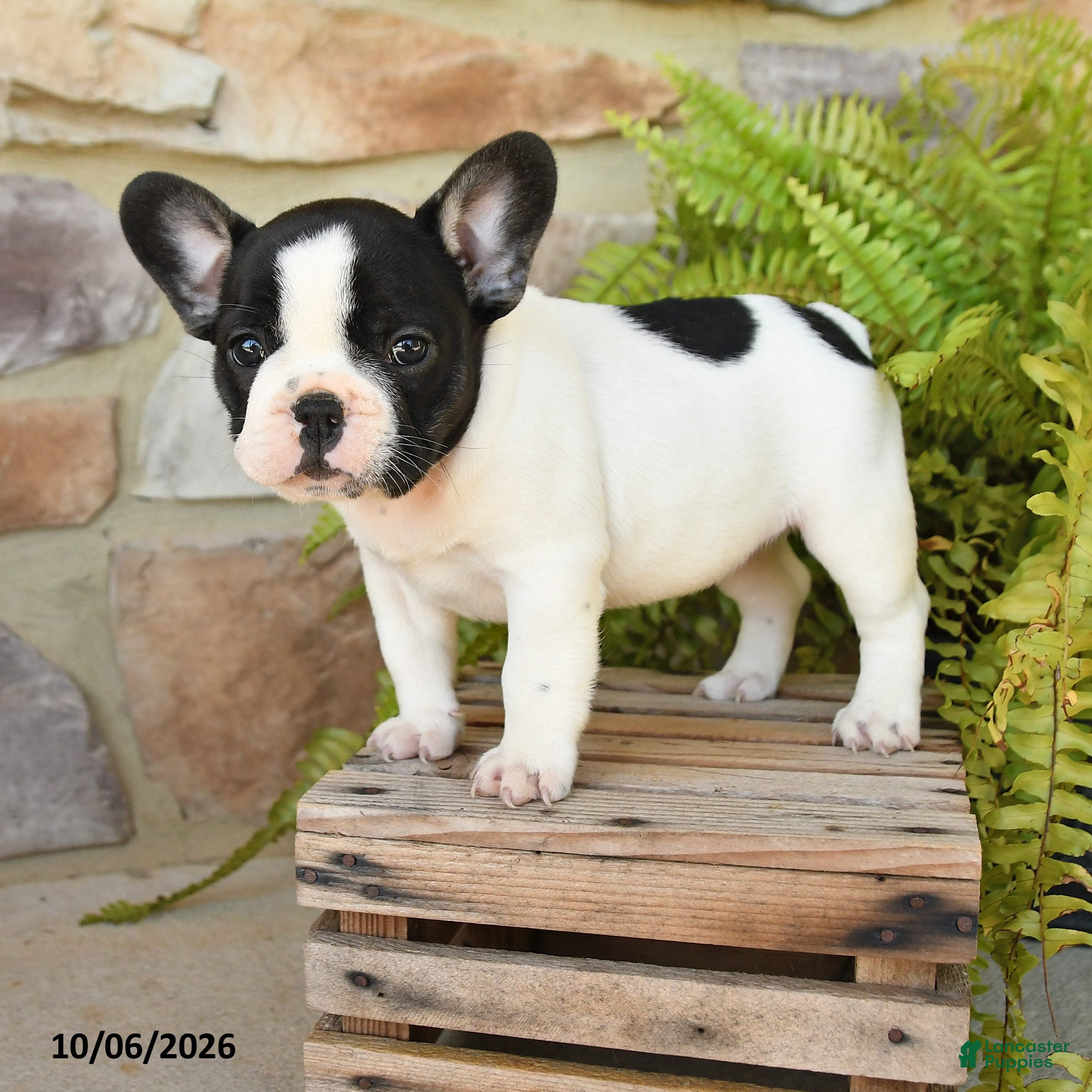French Bulldog dogs Miley - Ad 2
