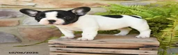 French Bulldog dogs for sale: Miley - Ad 2