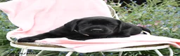 Labrador Retriever dogs for sale: Minty - Ad 4