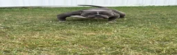 American Bully dogs for sale: American Bully Puppy 1 - Ad 4