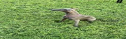 Italian Greyhound dogs for sale: Austin - Ad 3