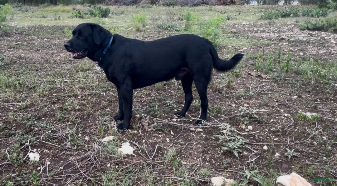 Labrador Retriever dogs for sale: Comet - Ad 3