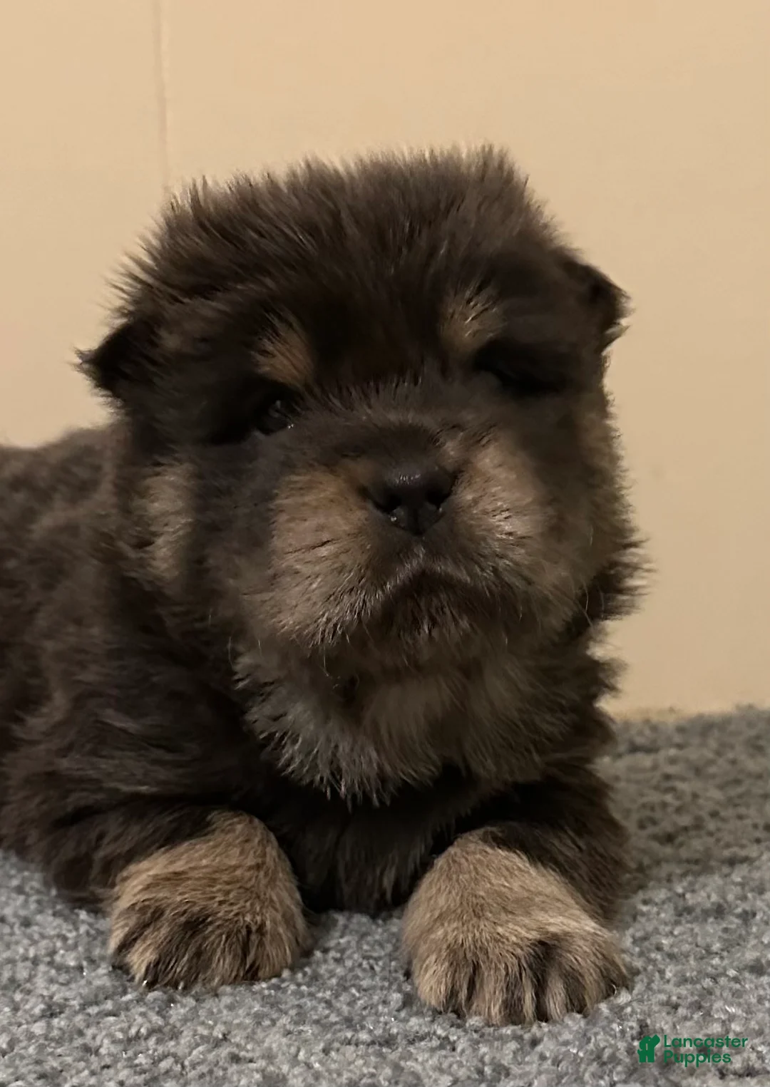 Chow Chow dogs for sale: Maya - Ad 1