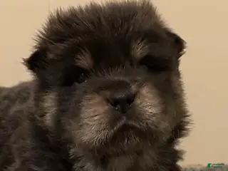 Chow Chow dogs Maya - Ad 7