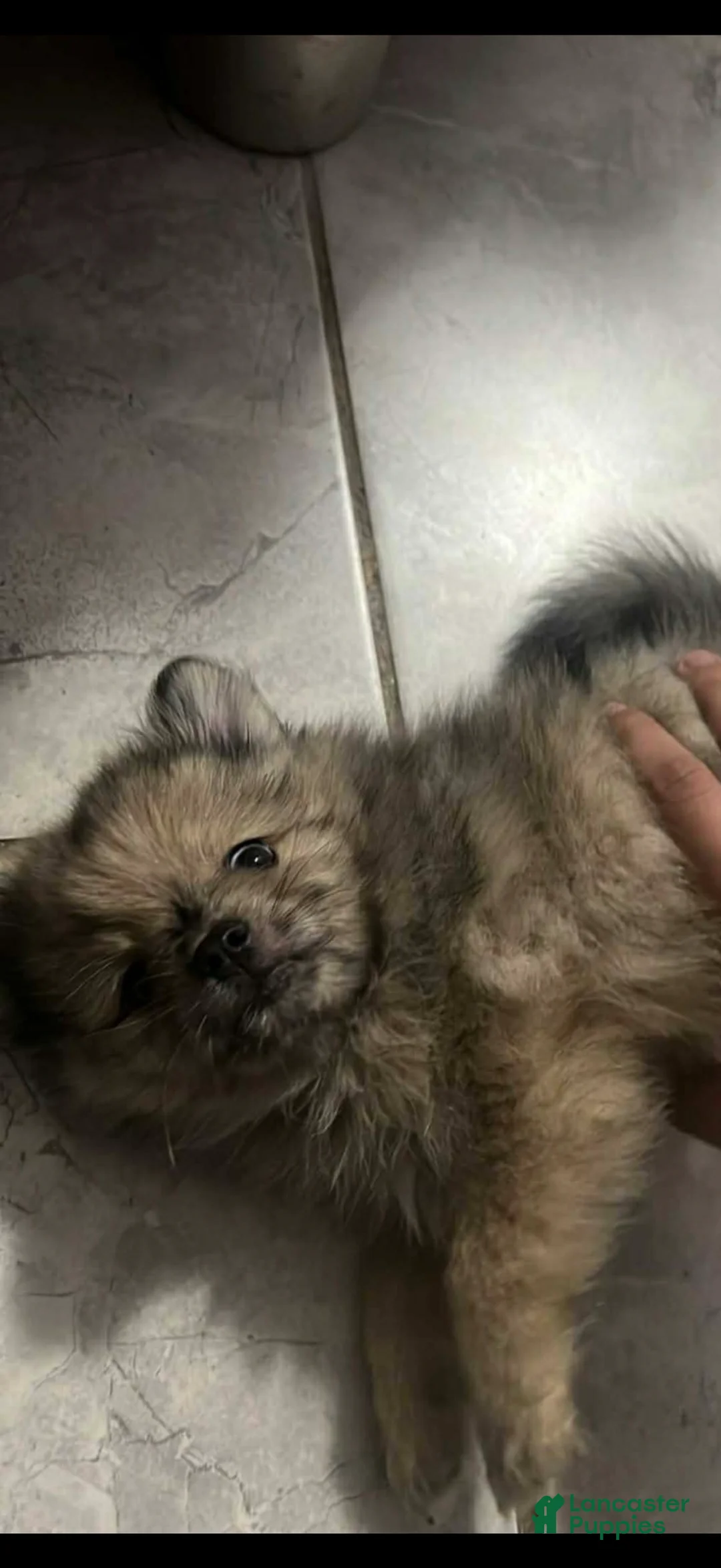 Pomeranian dogs for stud: Jodhie - Ad 2