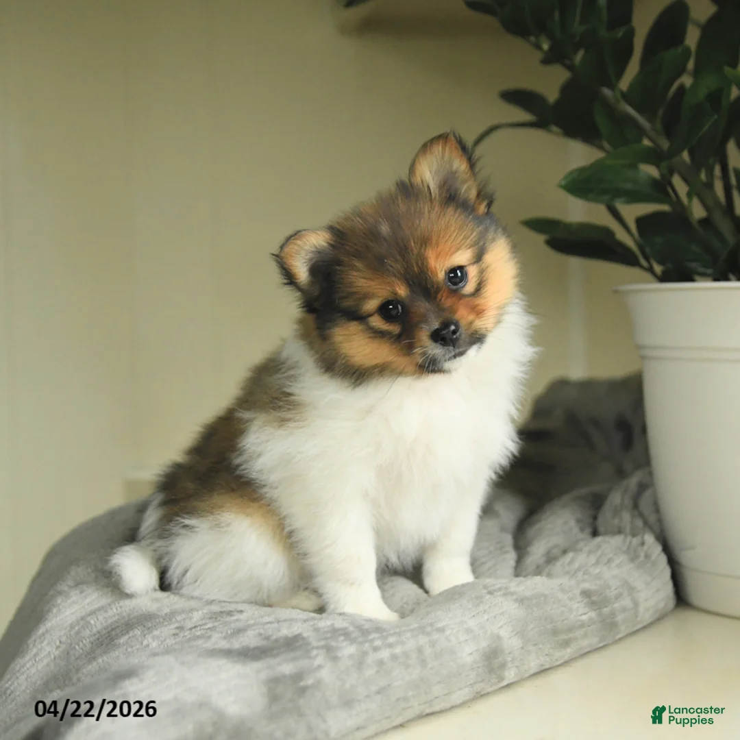 Pomeranian dogs for sale: Sasha - Ad 1