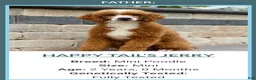 Mini Goldendoodle dogs for sale: 🐶Cory - Ad 5