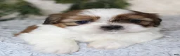 Shih Tzu dogs for sale: Puppy 3 - Ad 5