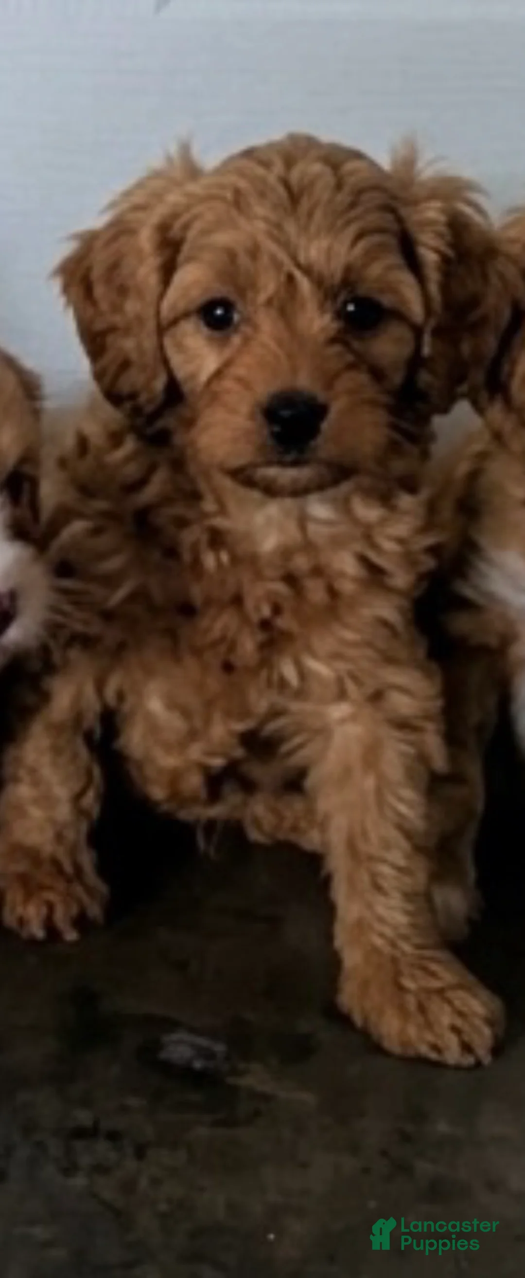 Cavapoo dogs for sale: Cavapoo Girl 1 - Ad 2